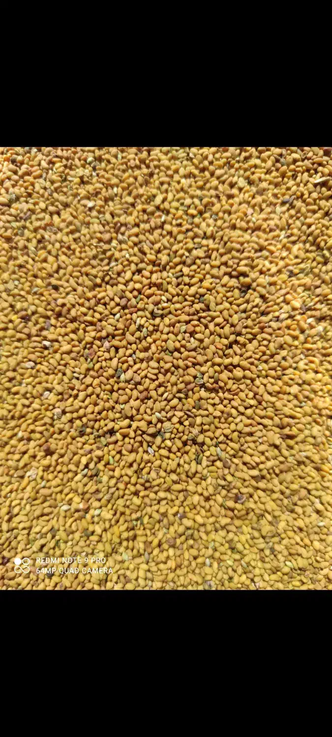 بذر یونجه اصیل همدانی پایه بلند«هر کیلو330»|خدمات باغبانی و درختکاری|ملایر, |دیوار
