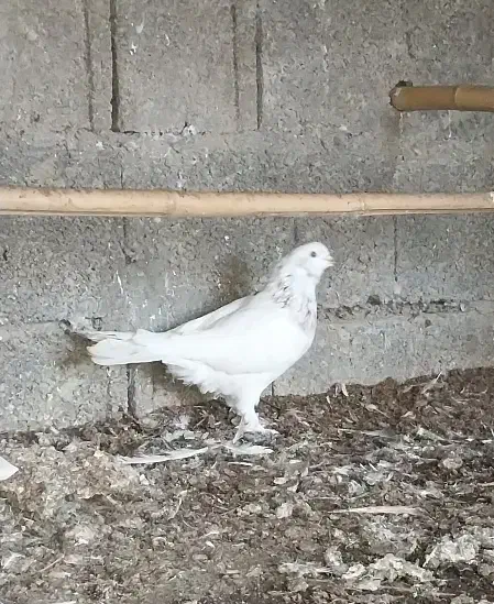 کبوتر غریب|پرنده|رشت, لاکان|دیوار