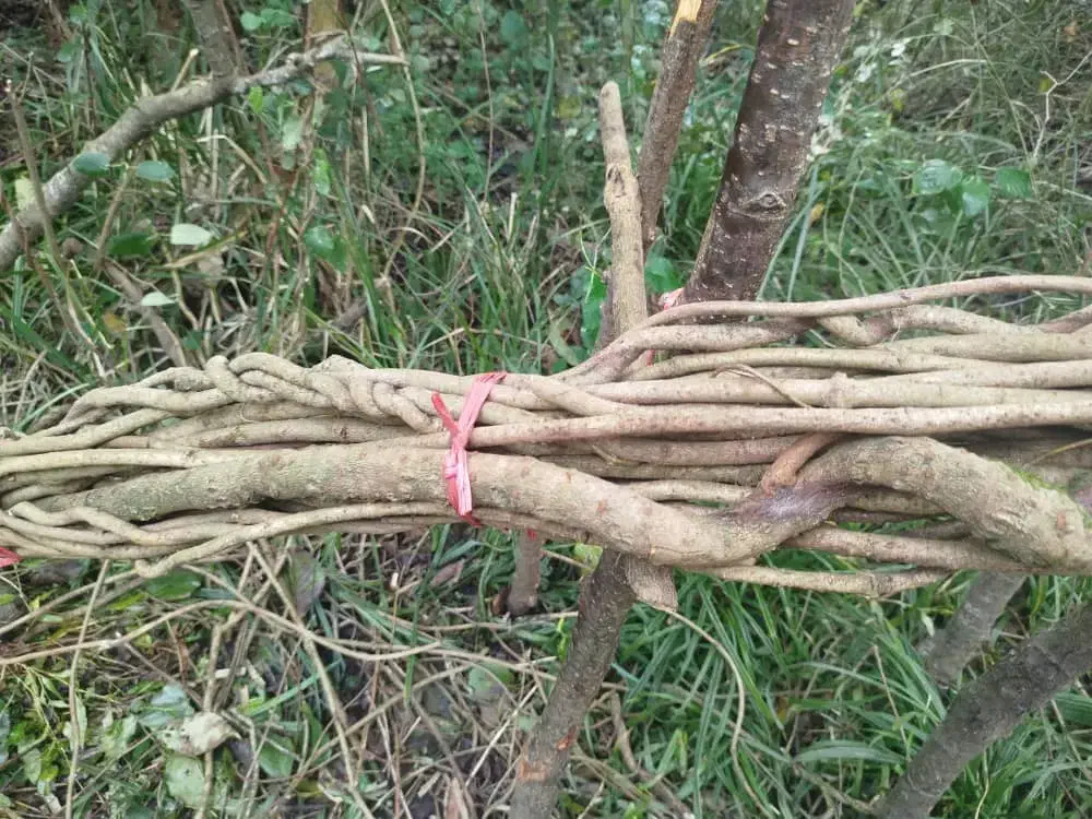 ریشه سبد بافی|صنایع دستی و سایر لوازم تزئینی|کیاشهر, |دیوار