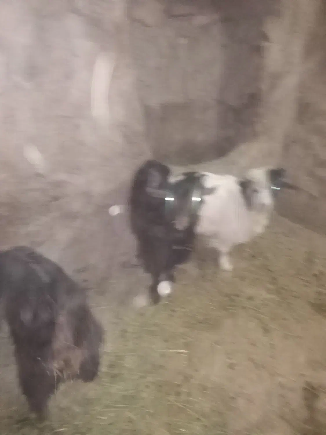 دو عدد بزغاله|حیوانات مزرعه|قروه, |دیوار