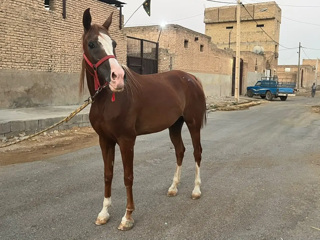 اسب|اسب و تجهیزات اسبسواری|دزفول, |دیوار