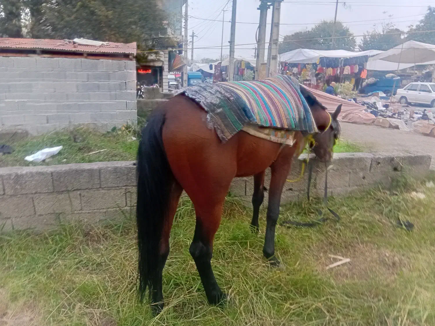 اسب چابک عرب ترکمن|اسب و تجهیزات اسب‌سواری|ماسال, |دیوار