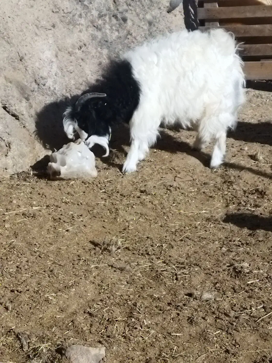 بزغاله های نر ماده پرگوشت چاق برای قربانی|حیوانات مزرعه|ماکو, |دیوار