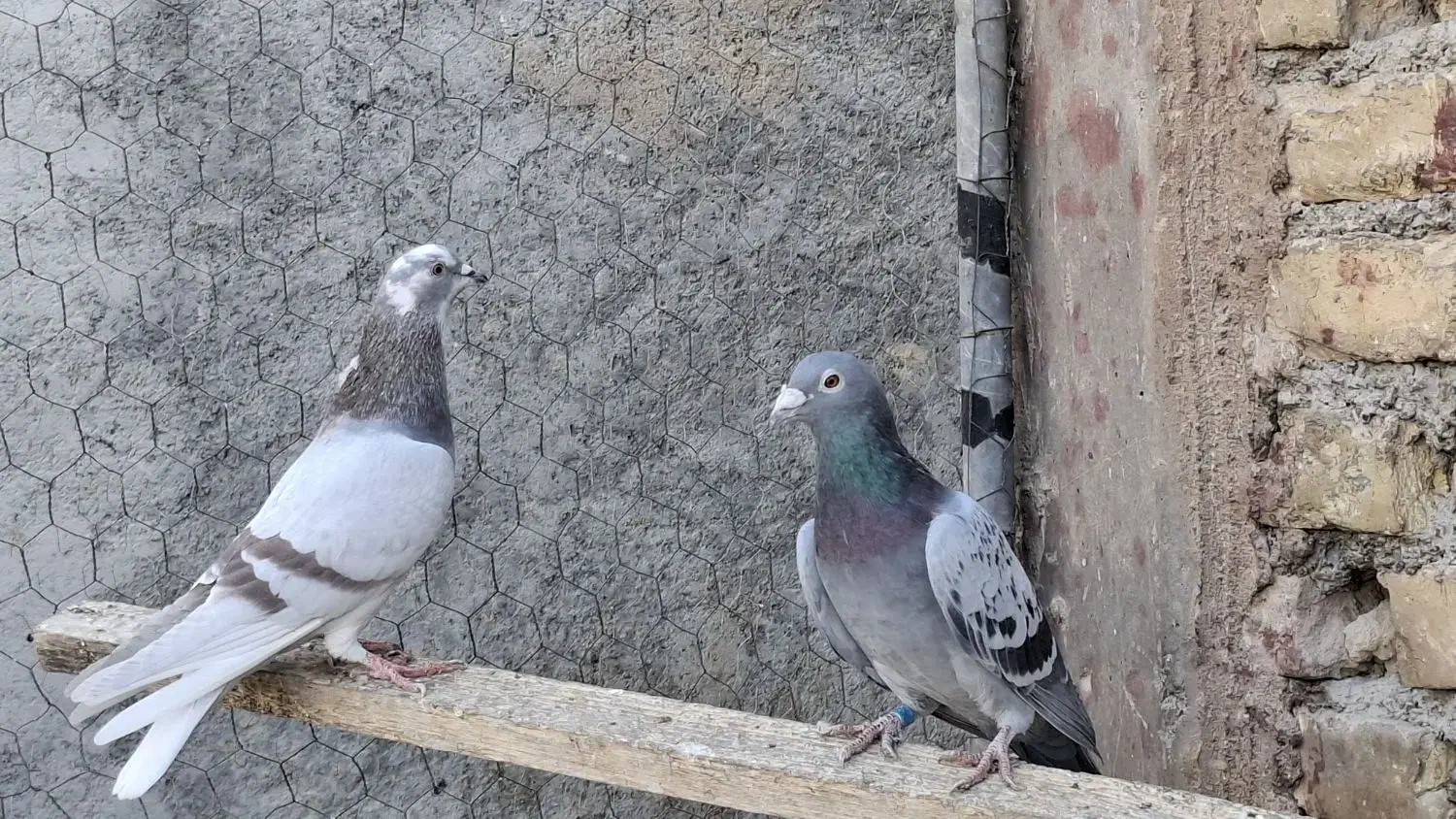 پلاکی نر|پرنده|پیر بکران, |دیوار