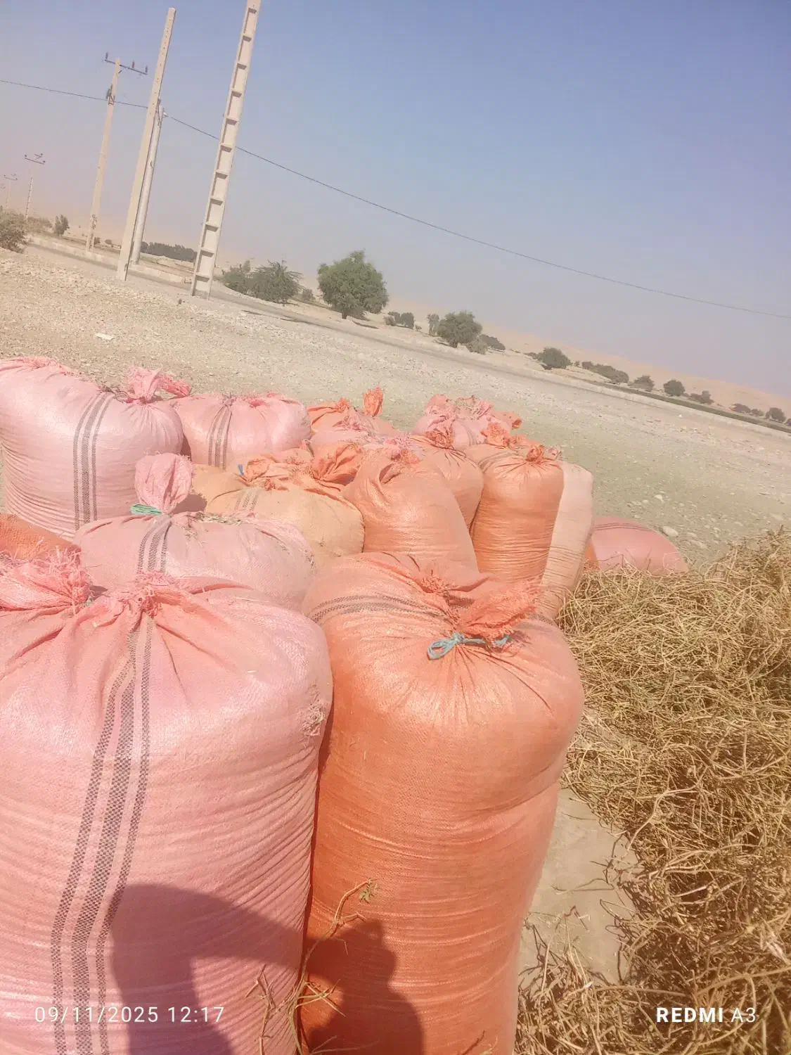 کاه ماش|عمده‌فروشی|اندیمشک, |دیوار