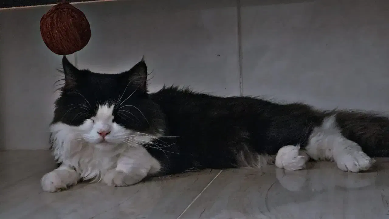 گربه نر پرشین اصیل جهت جفت گیری|گربه|یزد, |دیوار