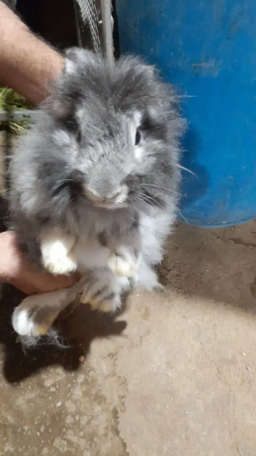 خرگوش|موش و خرگوش|ممقان, |دیوار