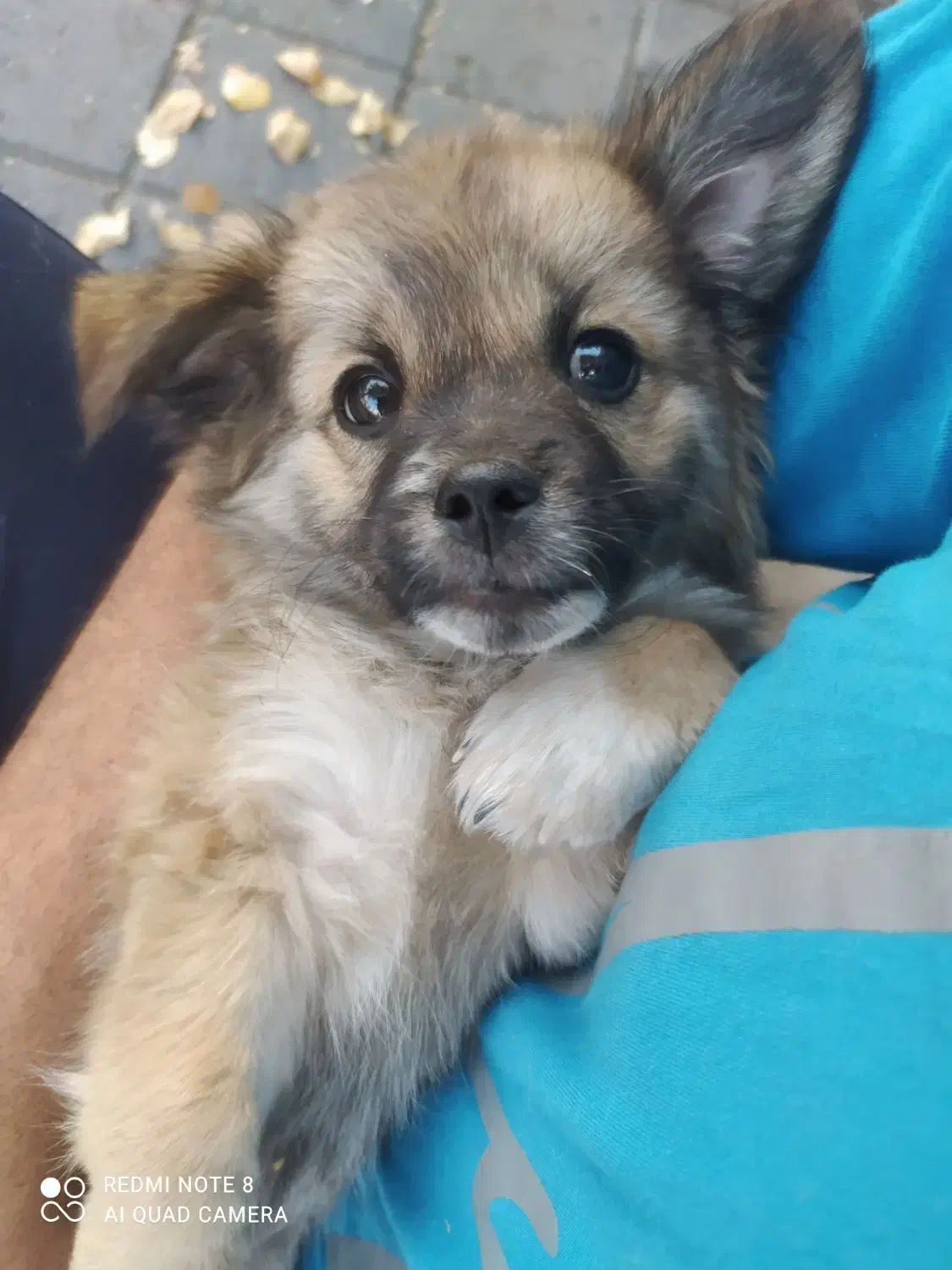 با سلام یک عدد توله سگ اشپیتز آلمانی|سگ|تبریز, |دیوار