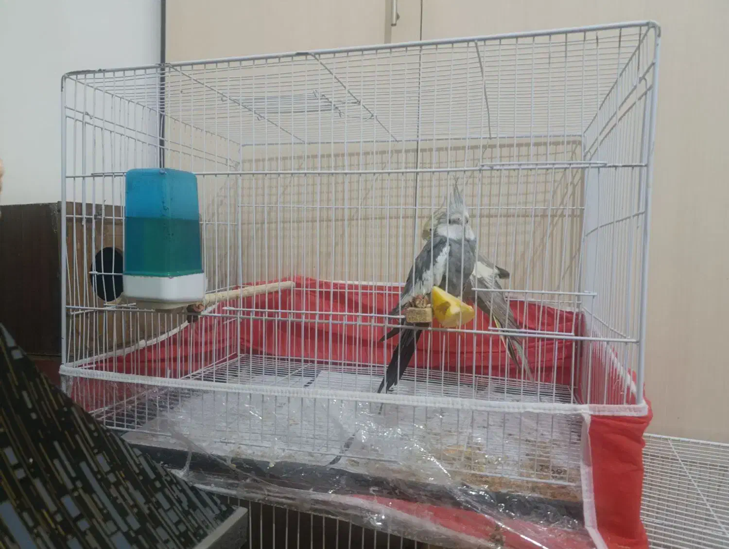 طوطی عروس|پرنده|گنبد کاووس, |دیوار