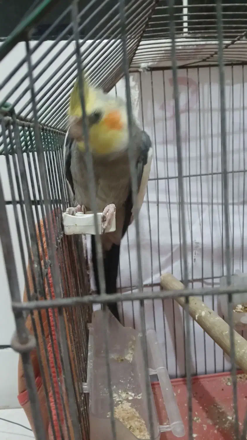 عروس هلندی  نر سخنگو  هست|پرنده|امیدیه, |دیوار