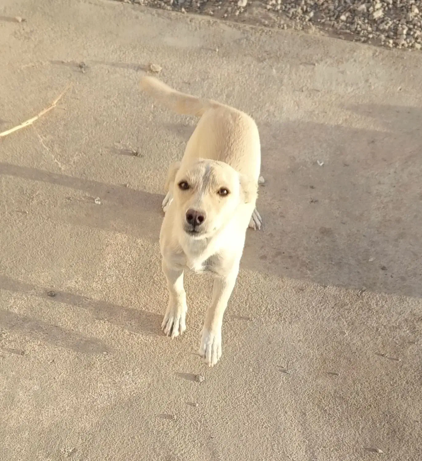 پاکوتاه ماده رایگان واگذار می‌شود|سگ|بردسکن, |دیوار