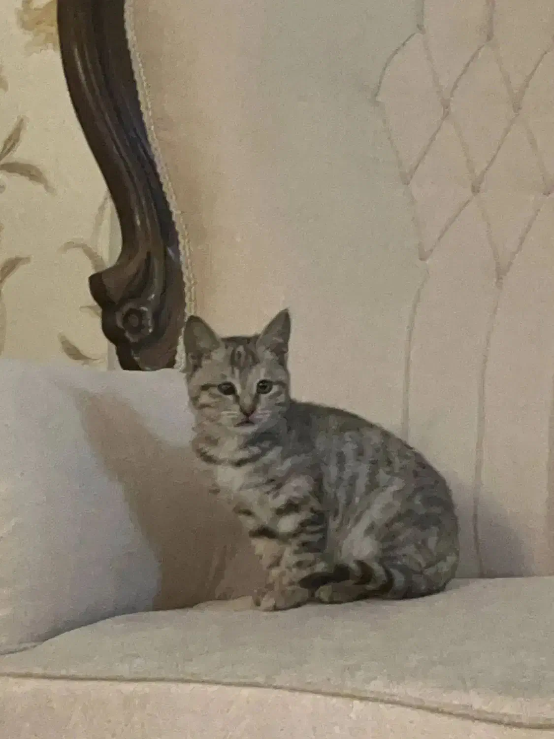 واگذاری|گربه|بجنورد, |دیوار