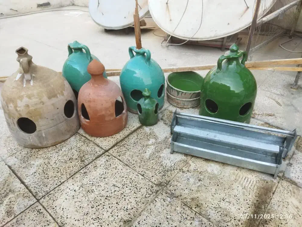 وسایل کبوتر|لوازم جانبی حیوانات|پاکدشت, پاکدشت (مامازند)|دیوار