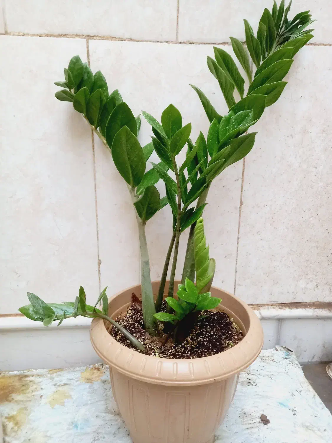 فروش تک وعمده انواع گل و گیاه به قیمت مناسب|خدمات باغبانی و درختکاری|قم, چهل درخت|دیوار