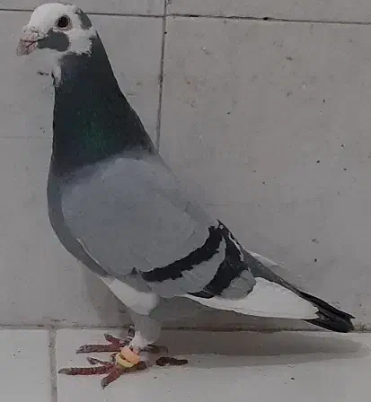 ابلغ المانی ذات دار|پرنده|مشهد, نوده|دیوار