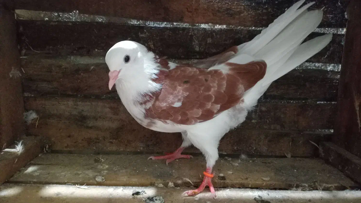 کبوتر|پرنده|رشت, دیانتی|دیوار