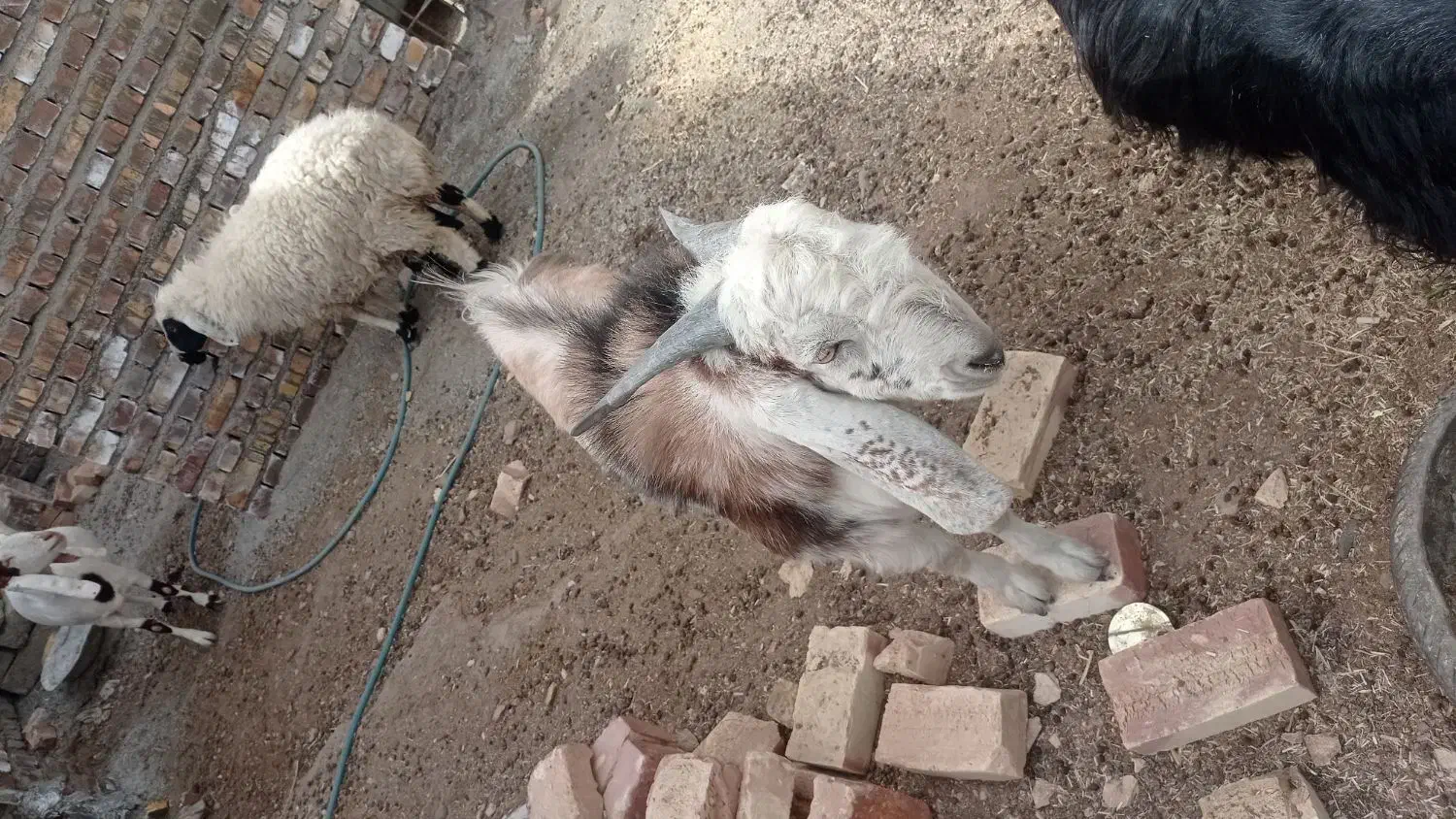 کهره نر|حیوانات مزرعه|زهک, |دیوار