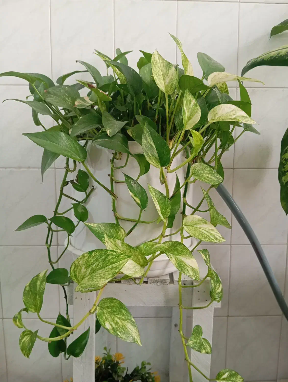 4 عدد گل زیبا ارزان|گل و گیاه طبیعی|شهرکرد, |دیوار