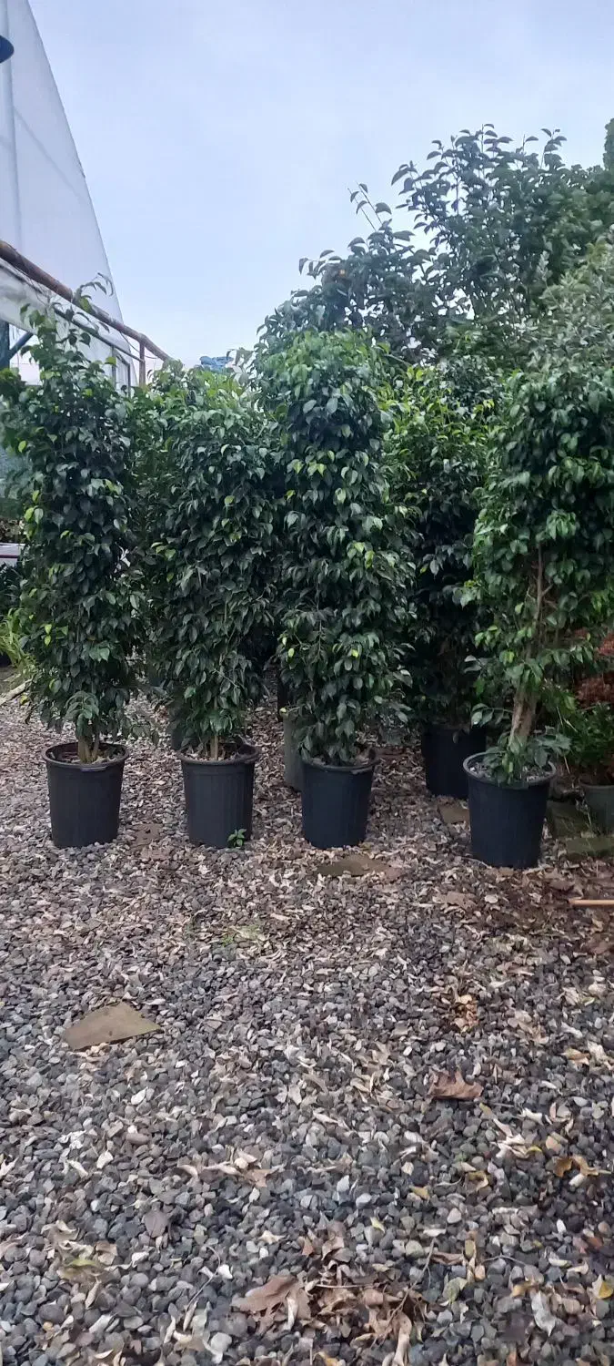 بنجامین قیمت تولیدی|گل و گیاه طبیعی|رشت, گلسار|دیوار