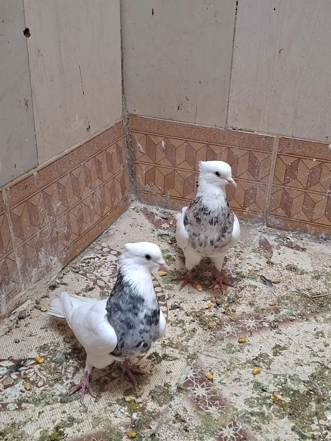 کبوتر طوقی|پرنده|امیدیه, |دیوار