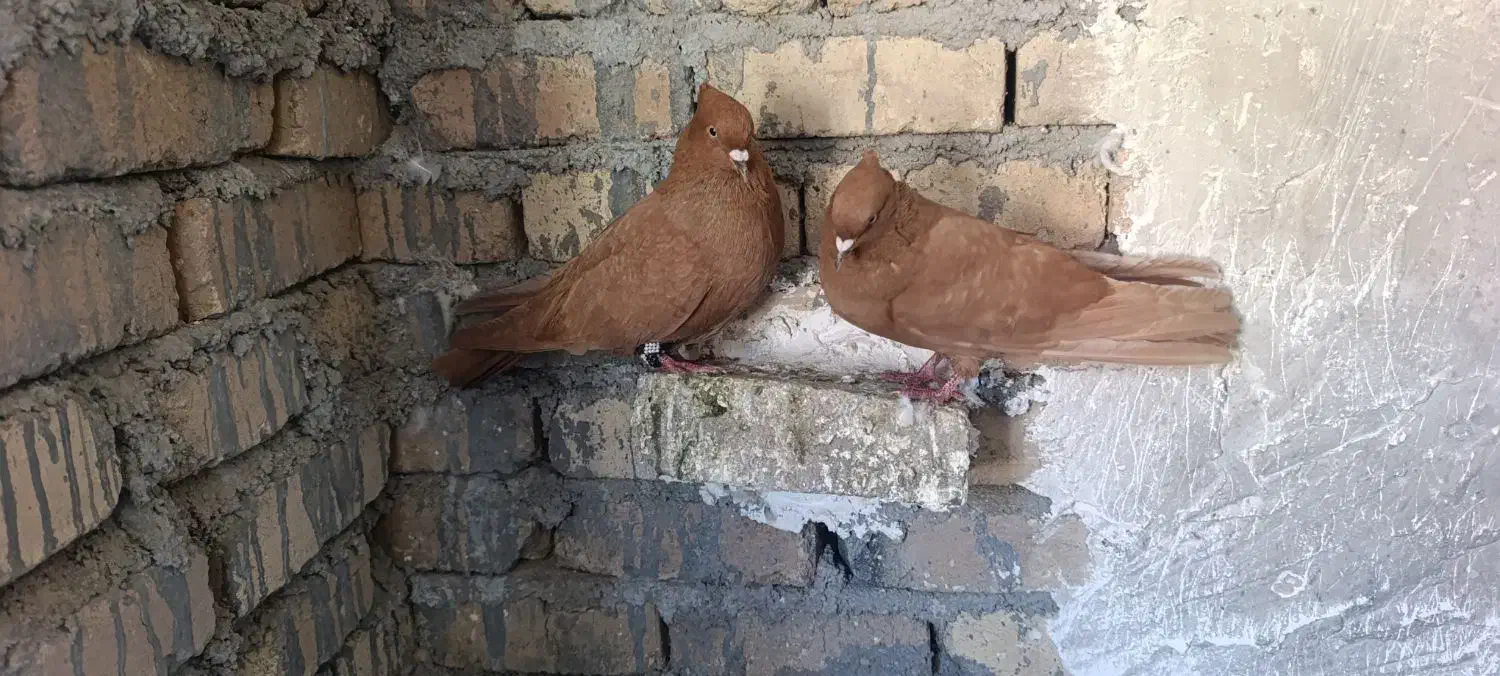 زرد و شو زرد درجه یک|پرنده|بیرانوند, |دیوار