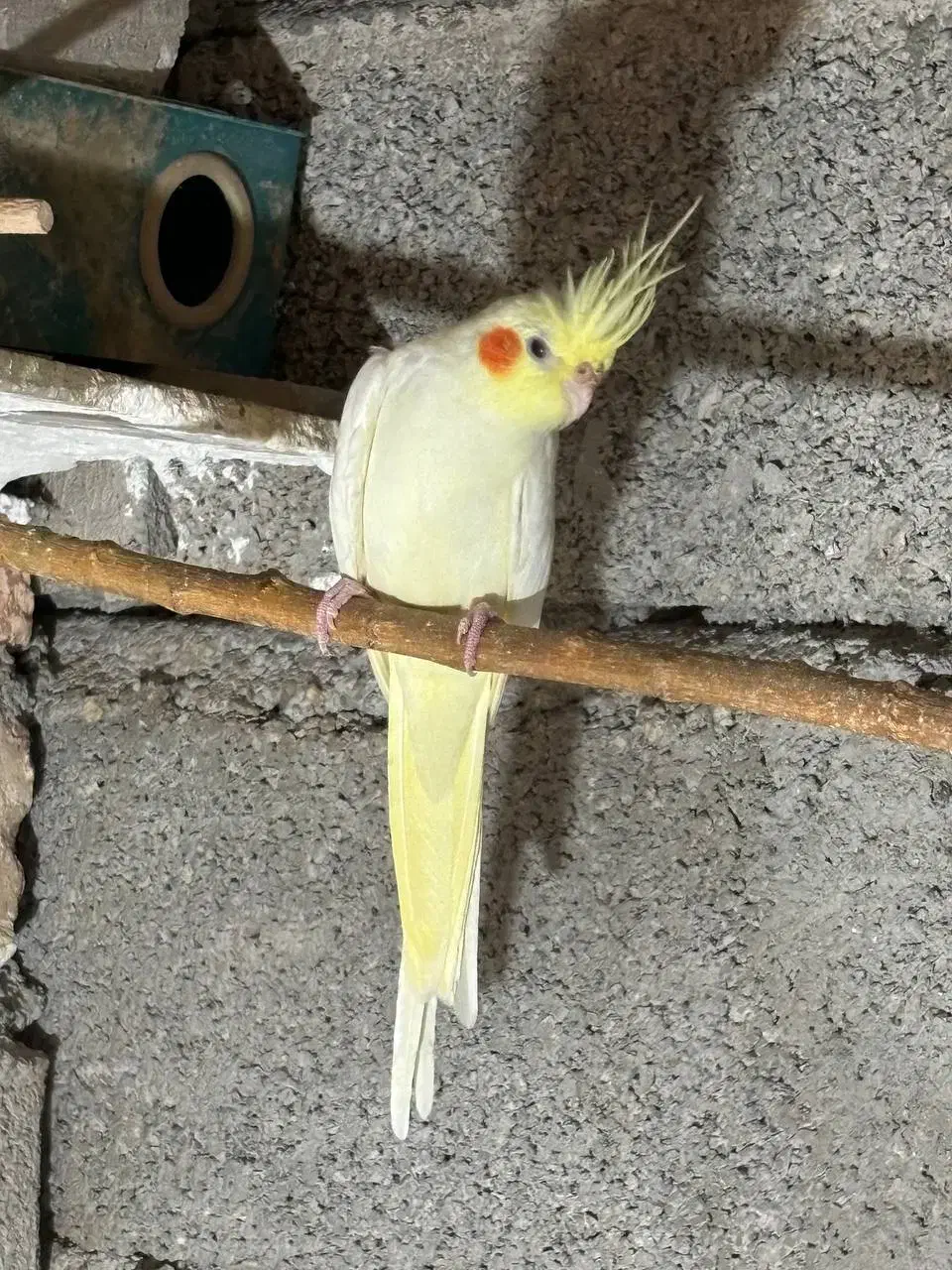 یک جفت عروس هلندی لوتینو (کلکسیونی)|پرنده|دره شهر, |دیوار