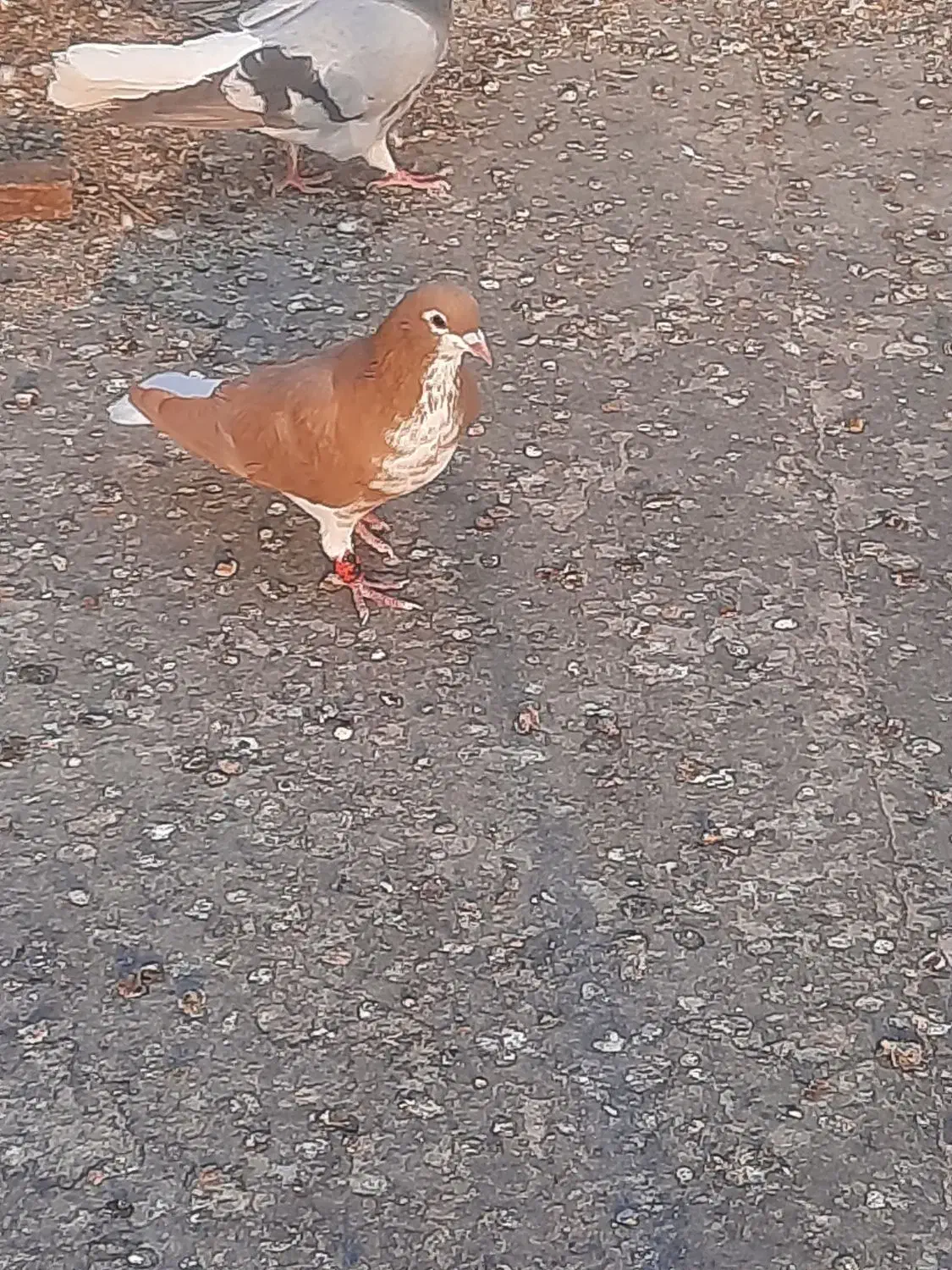 خوشرنگ زرد گلدار نر۴۵۰|پرنده|کازرون, |دیوار