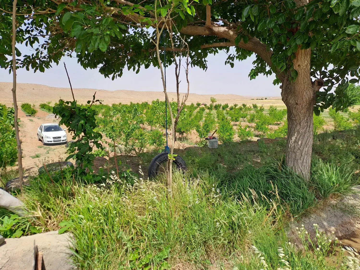 باغ انار تجاری و تفریحی در رودخانه حسن آباد دهزمین|فروش خانه و ویلا|ششتمد, |دیوار