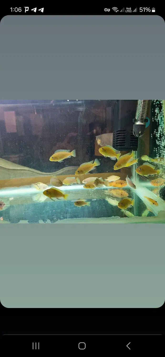 ماهی سیچلاید ماکرو زرد|ماهی|مرند, |دیوار