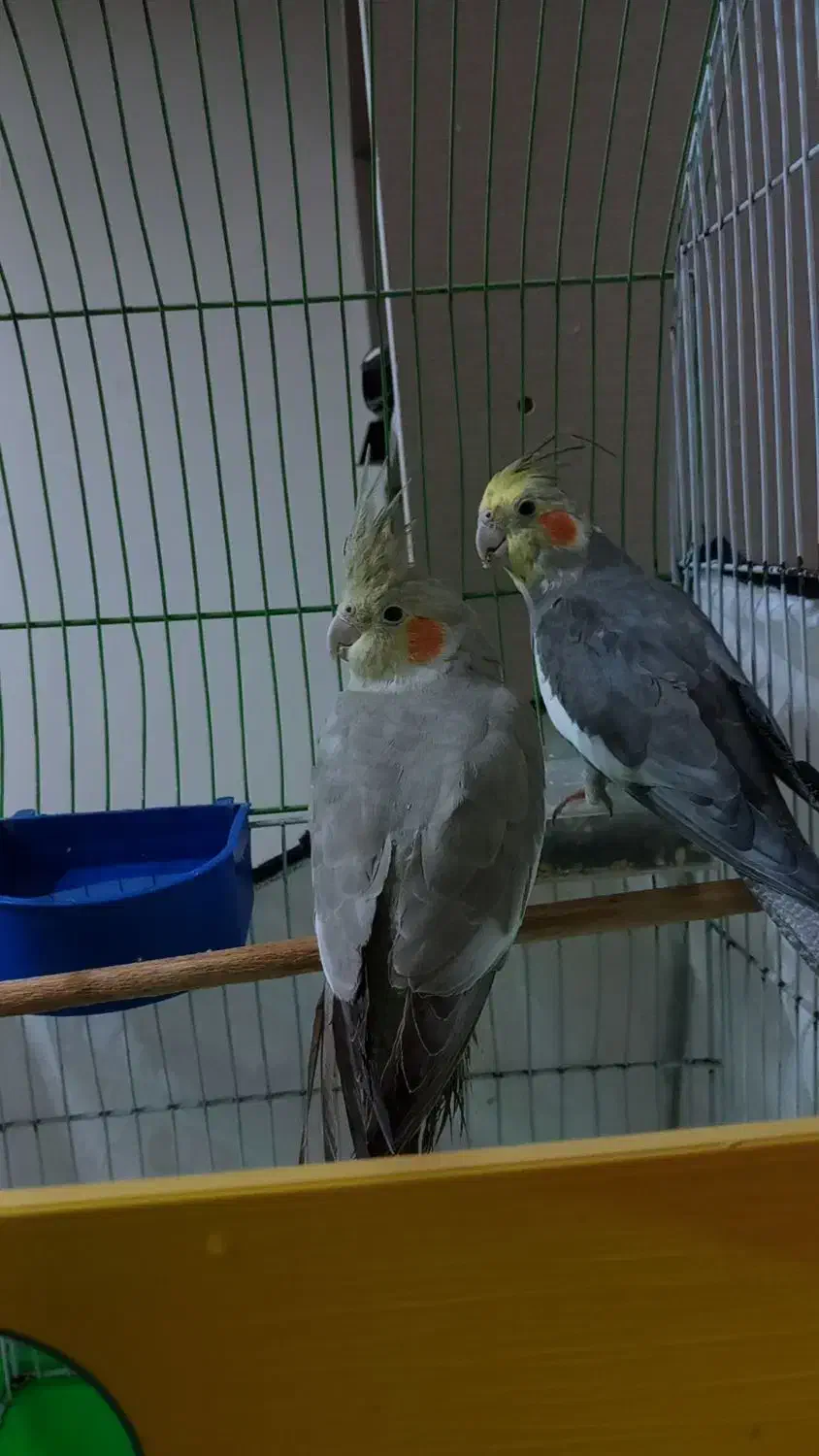 عروس هلندی. کفتر، مرغ، خروس، سگ|پرنده|بم, |دیوار