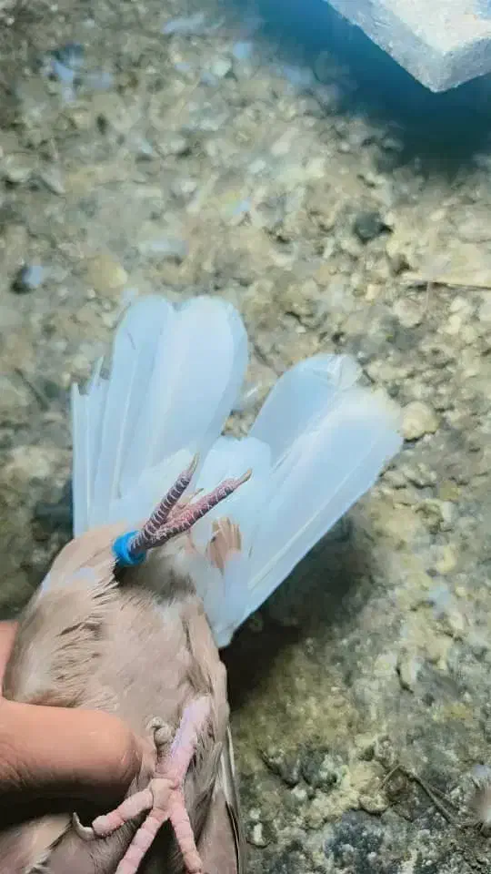 کفتر رنگی سرخ دمسفید|پرنده|رباطکریم, شهرک صنعتی زوارهای|دیوار