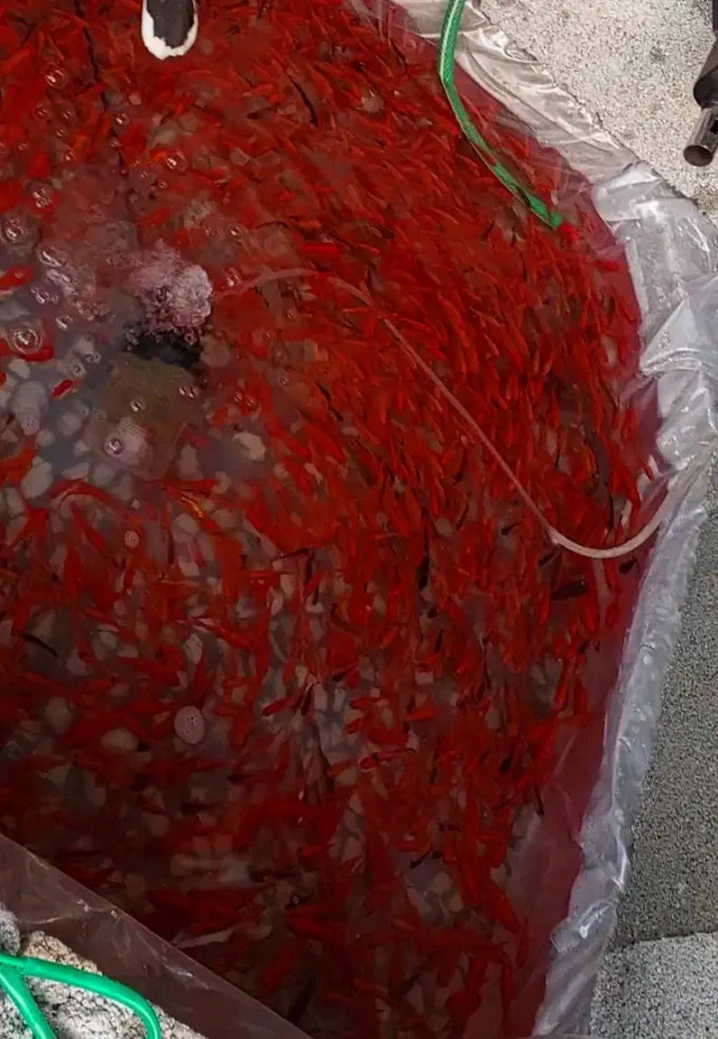 ماهی قرمز عید عمده و خرده|ماهی|تبریز, |دیوار