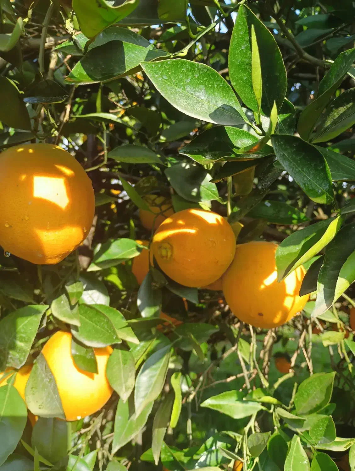 پرتغال تامسون ناول|خوردنی و آشامیدنی|گلوگاه بابل (گلیا), |دیوار