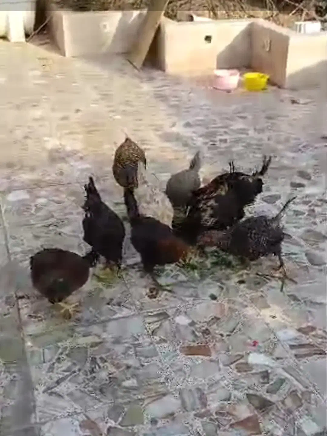 مرغ|حیوانات مزرعه|خرمشهر, |دیوار