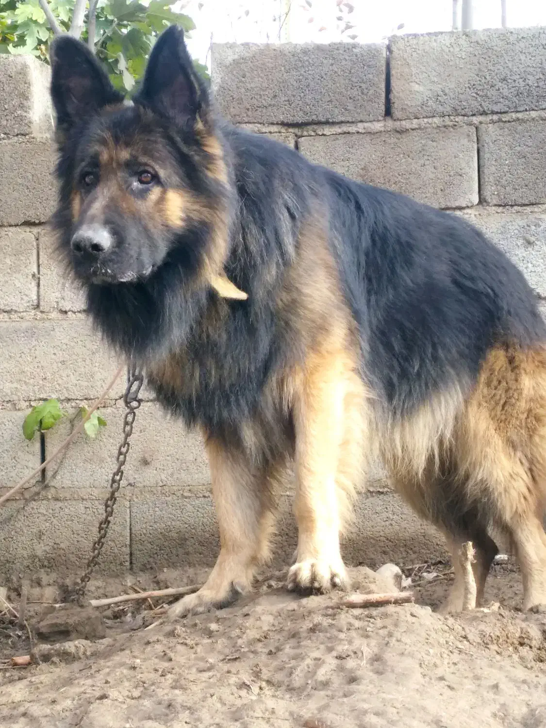 سگ ژرمن نر .|سگ|گنبد کاووس, |دیوار