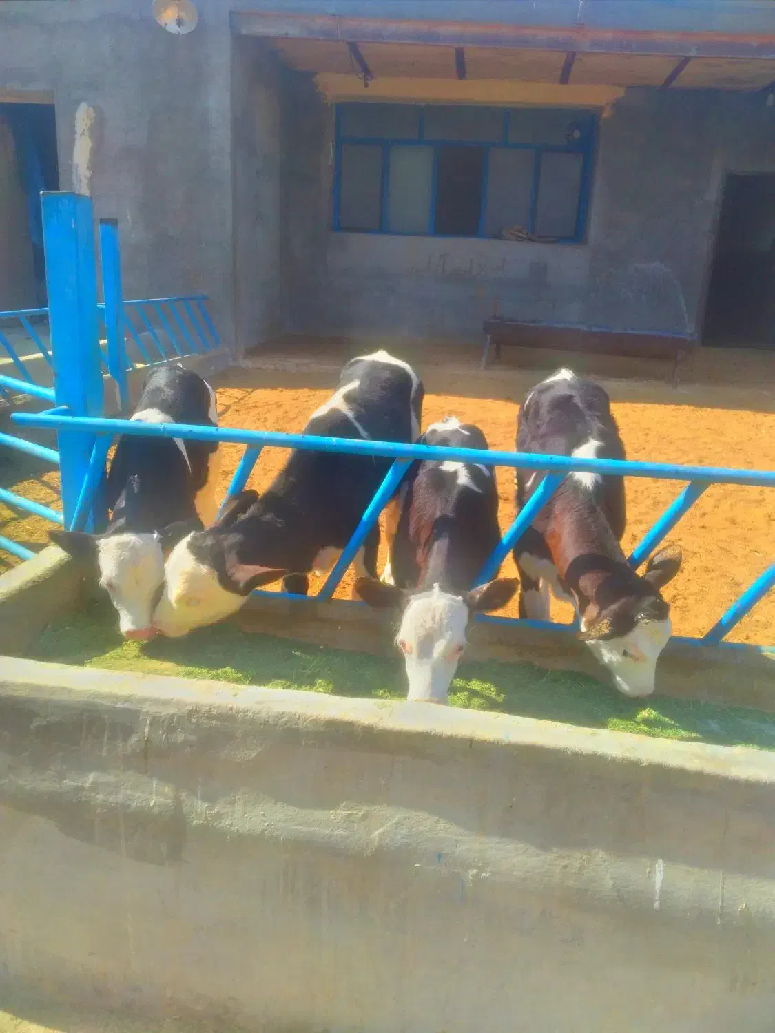 گاوگوساله تلیسه خریدوفروش درشهرضا|حیوانات مزرعه|اصفهان, امین‌آباد|دیوار