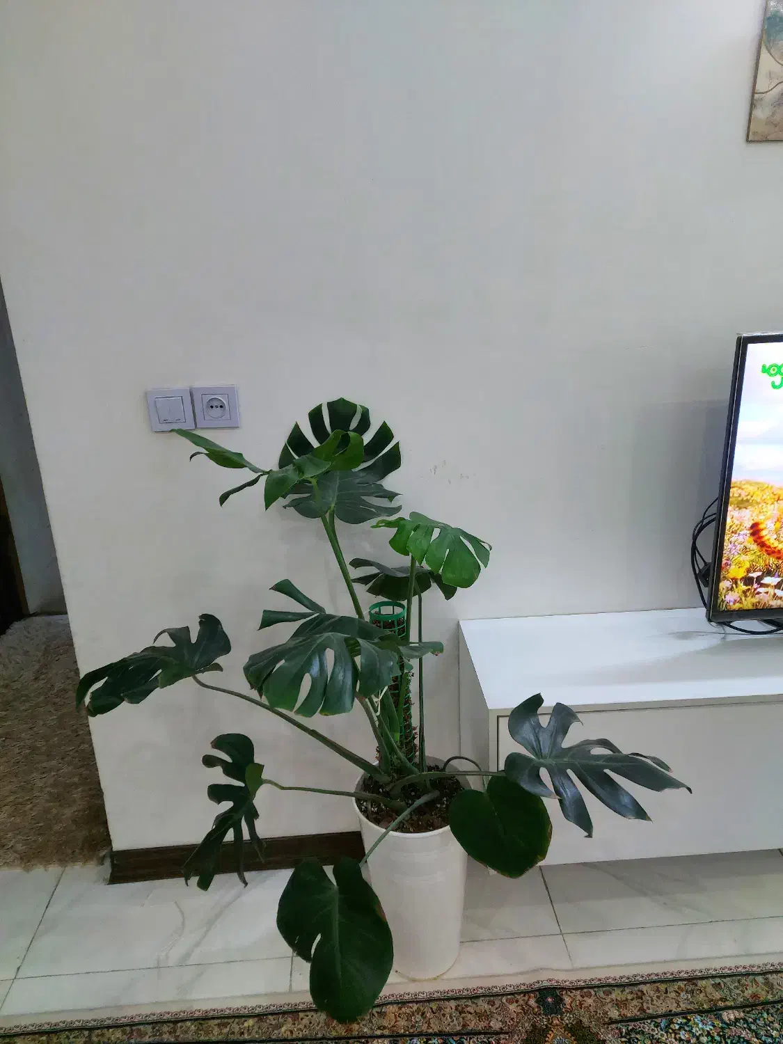 مانسترا برگ انجیری|گل و گیاه طبیعی|اسلامشهر, شهرک واوان|دیوار