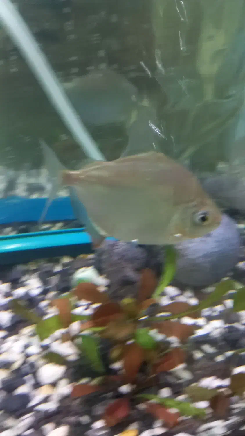 ماهی دالر|ماهی|خرم‌آباد, |دیوار