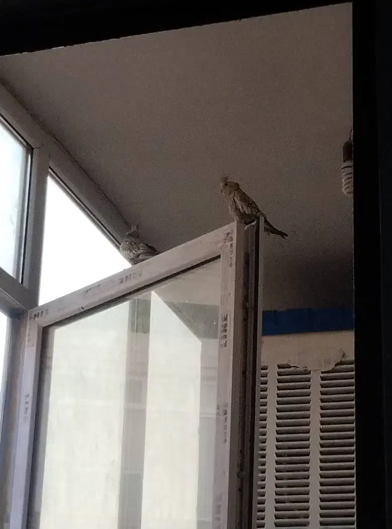 عروس هلندی|پرنده|ماهدشت, |دیوار