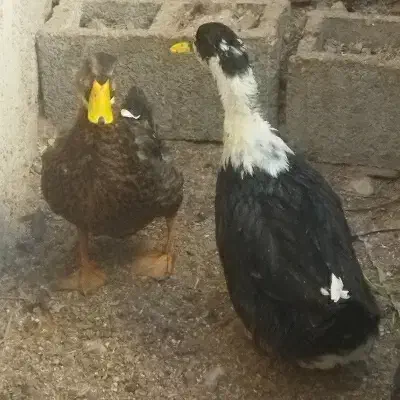 اردک|حیوانات مزرعه|برازجان, |دیوار