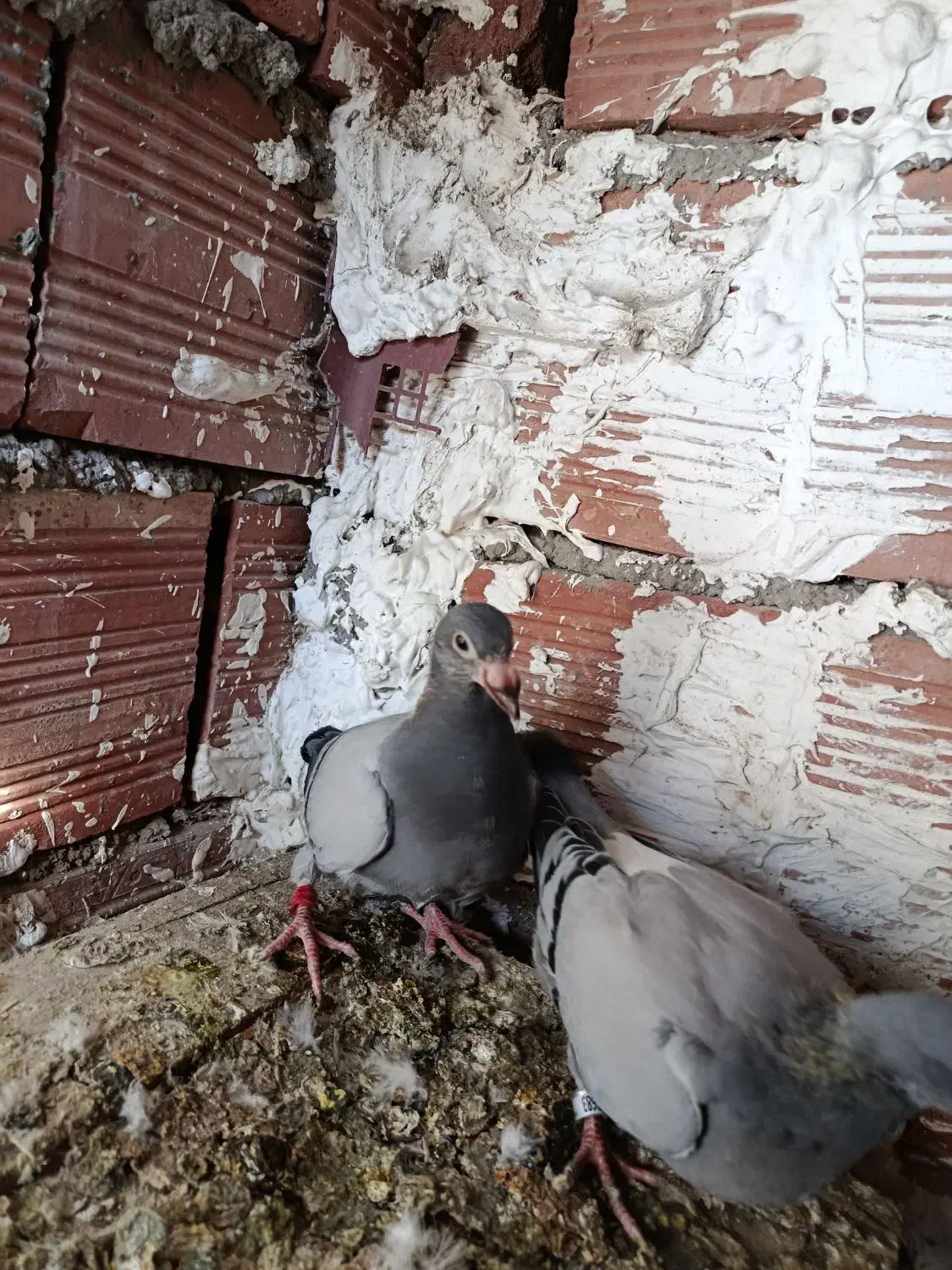 دوبر مسافتی|پرنده|ویلکیج, |دیوار