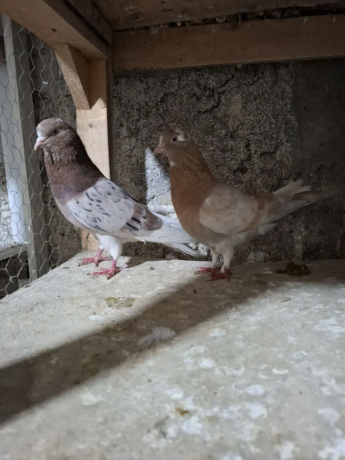 کبوتر|پرنده|محمدشهر, ولدآباد|دیوار