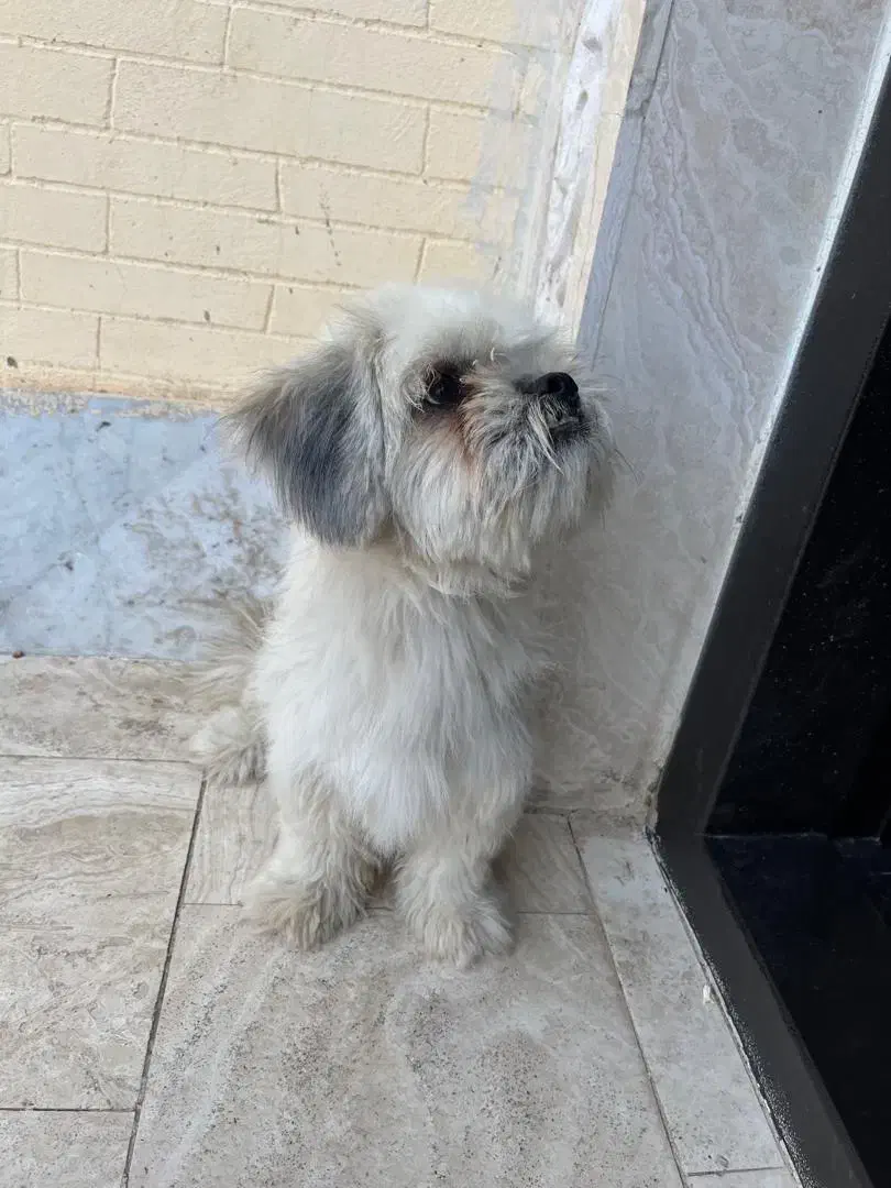 سگ پا کوتاه شیتزو|سگ|بم, |دیوار