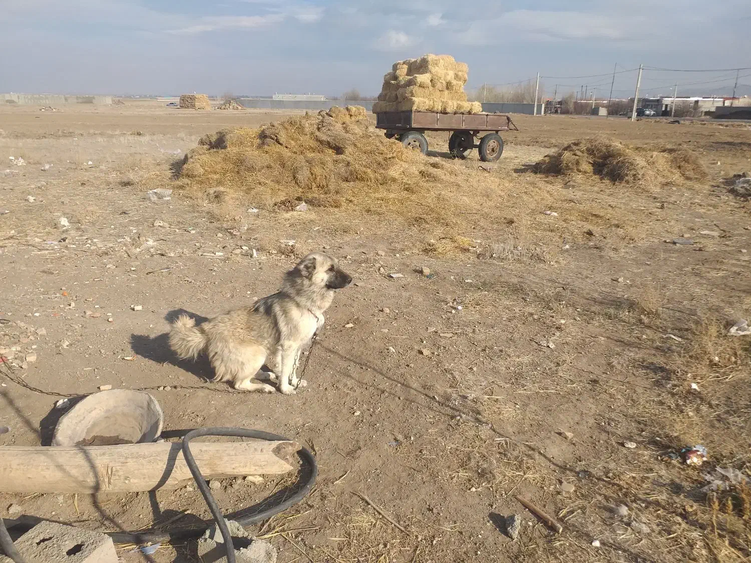 فروشی سگ|سگ|هیر, |دیوار