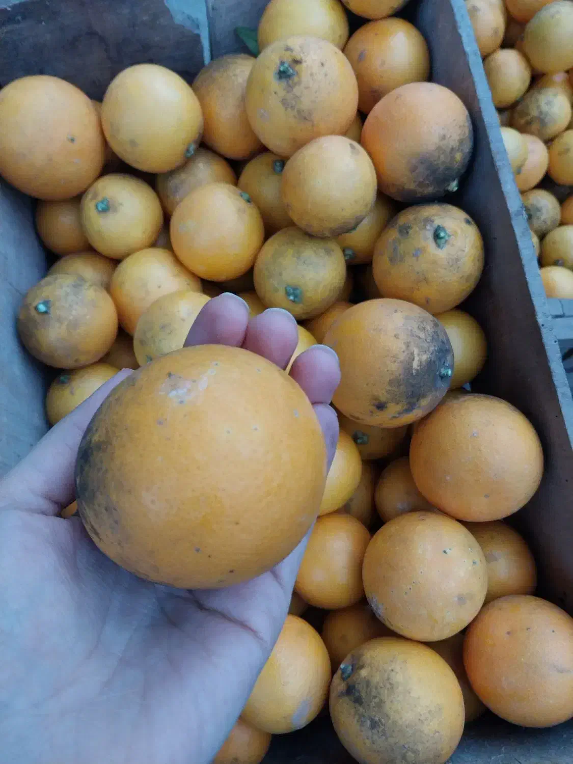 پرتقال|خوردنی و آشامیدنی|رحیم‌آباد, |دیوار