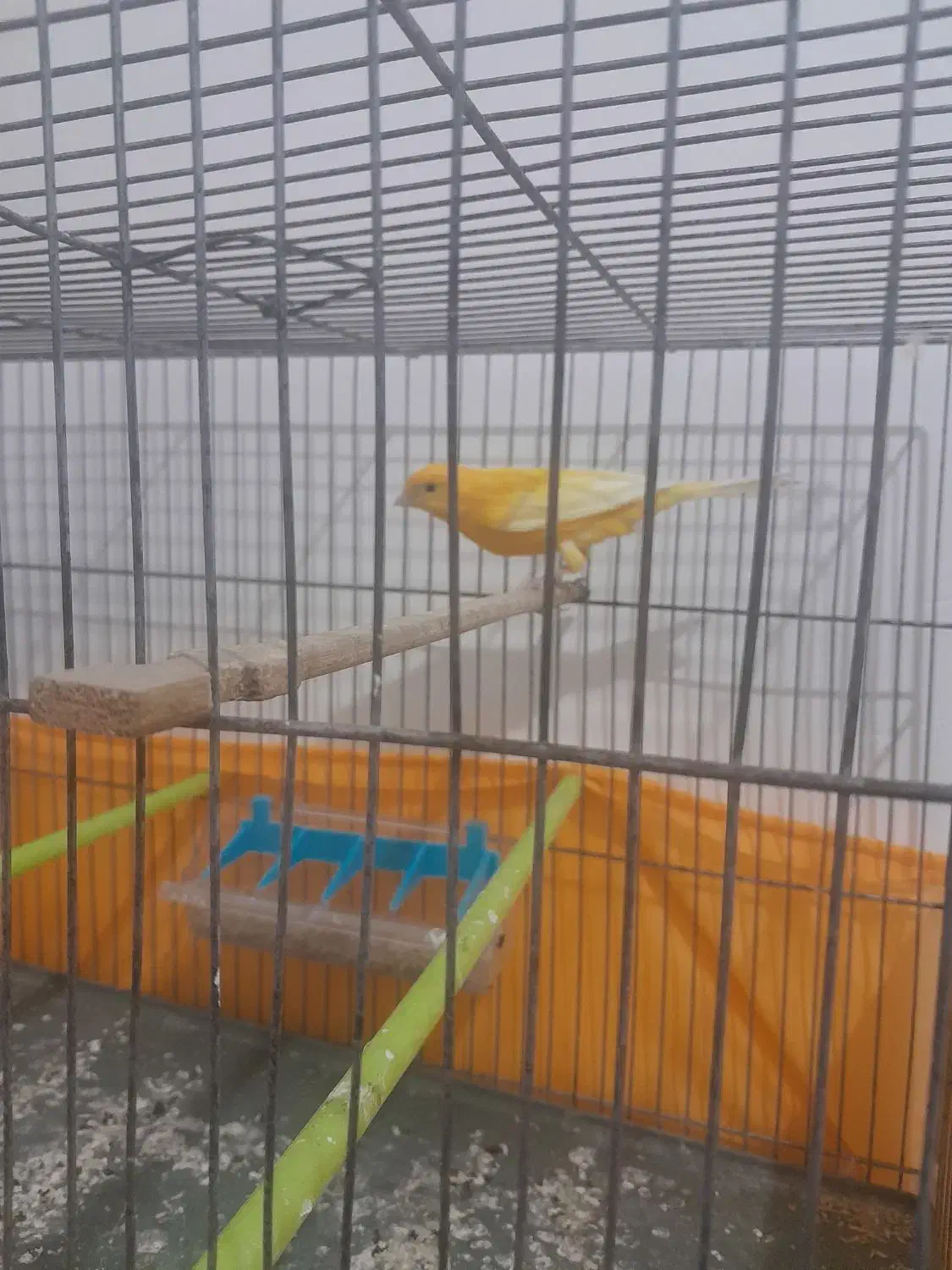 قناری3عدد خوش رنگ ویه دست|پرنده|صفادشت, |دیوار