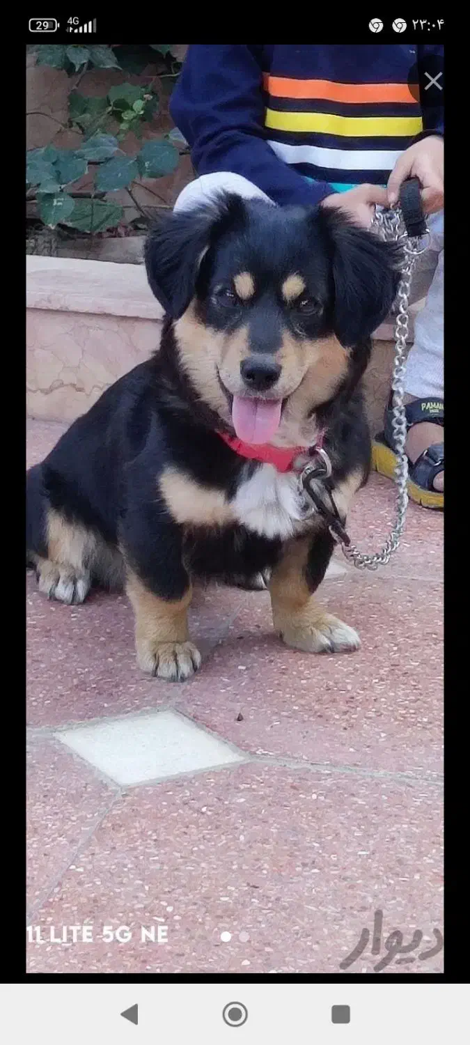 سگخوب|سگ|نرماشیر, |دیوار