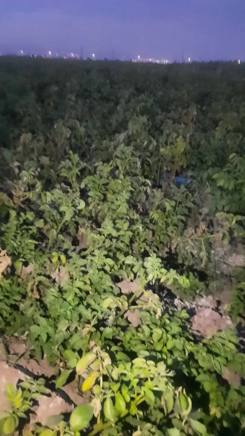 عینک|اشیا|اردبیل, |دیوار