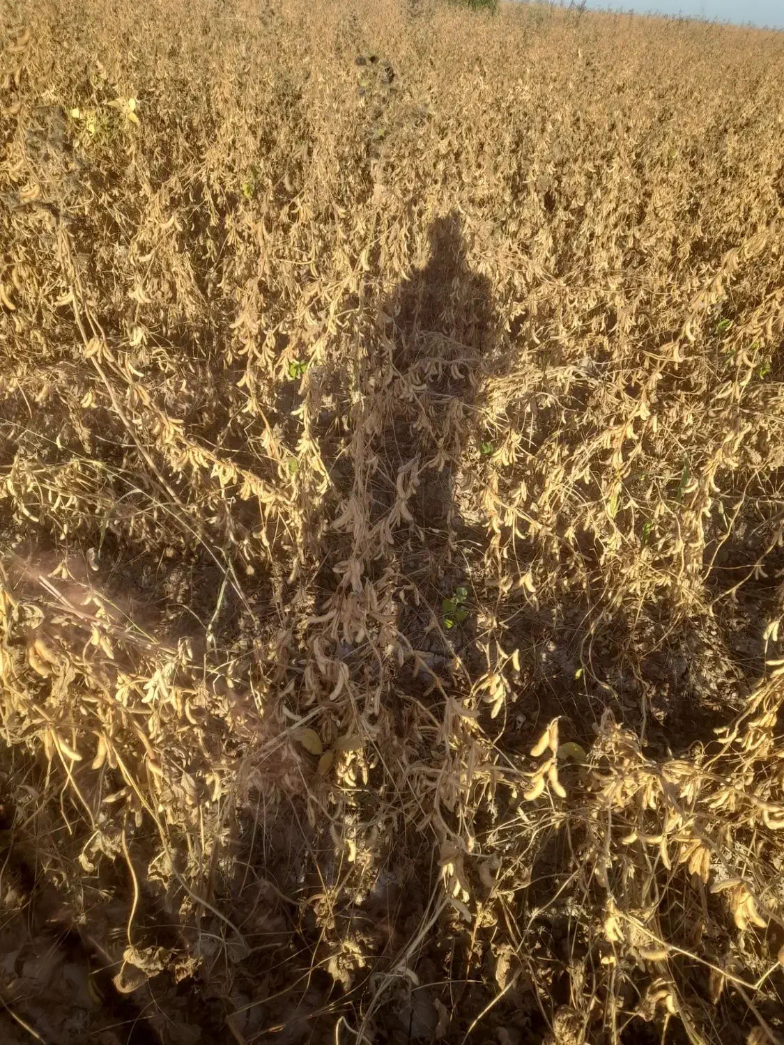 اجاره زمین مزروعی|اجارهٔ دفتر صنعتی، کشاورزی، تجاری|پارس‌آباد, |دیوار