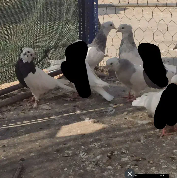 کبوتر طوقی|پرنده|لردگان, |دیوار